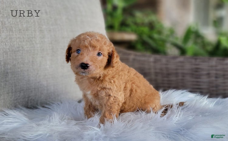 Mini Goldendoodle dogs for sale - Ad 3