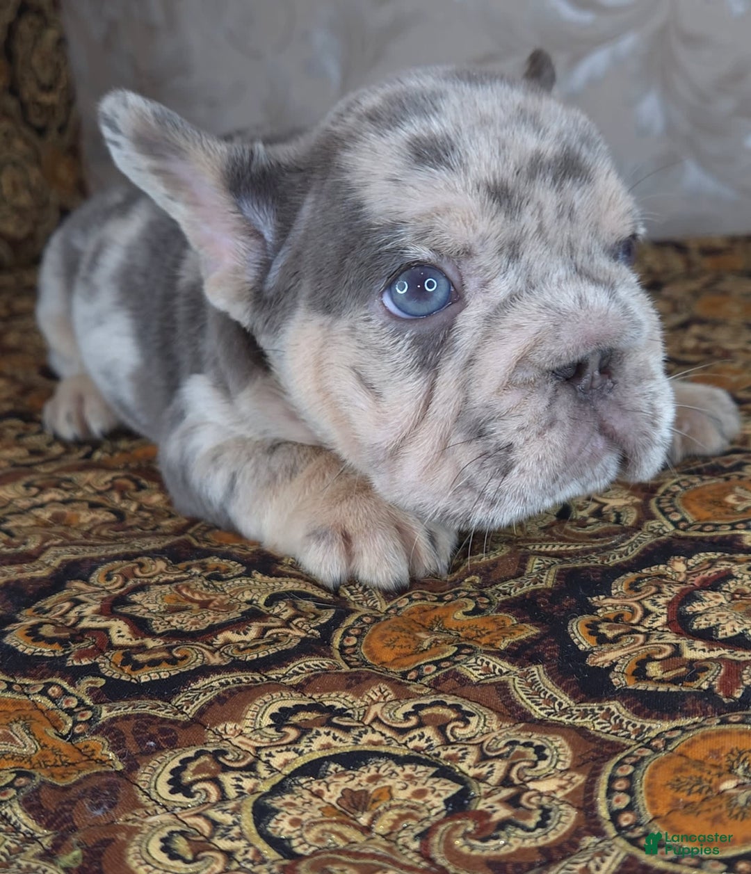 French Bulldog dogs for sale: Tae - Image 3