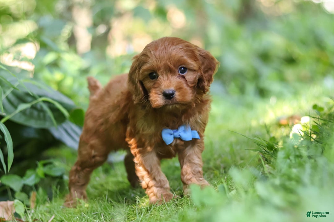 Cavapoo dogs for sale: Jude - Image 9