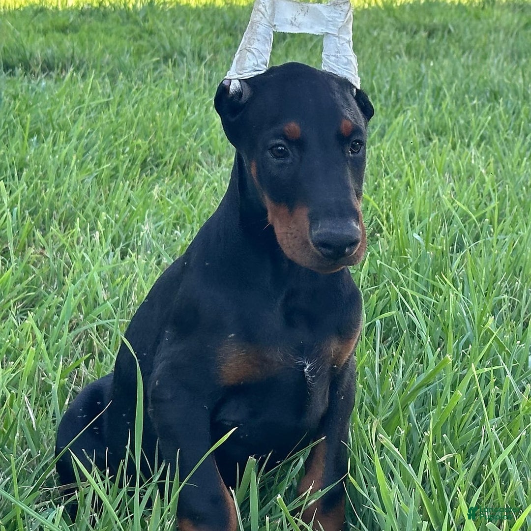 Doberman Pinscher dogs for sale: Benny - Image 4
