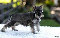 Miniature Schnauzer dogs for sale: Amber - Image 1