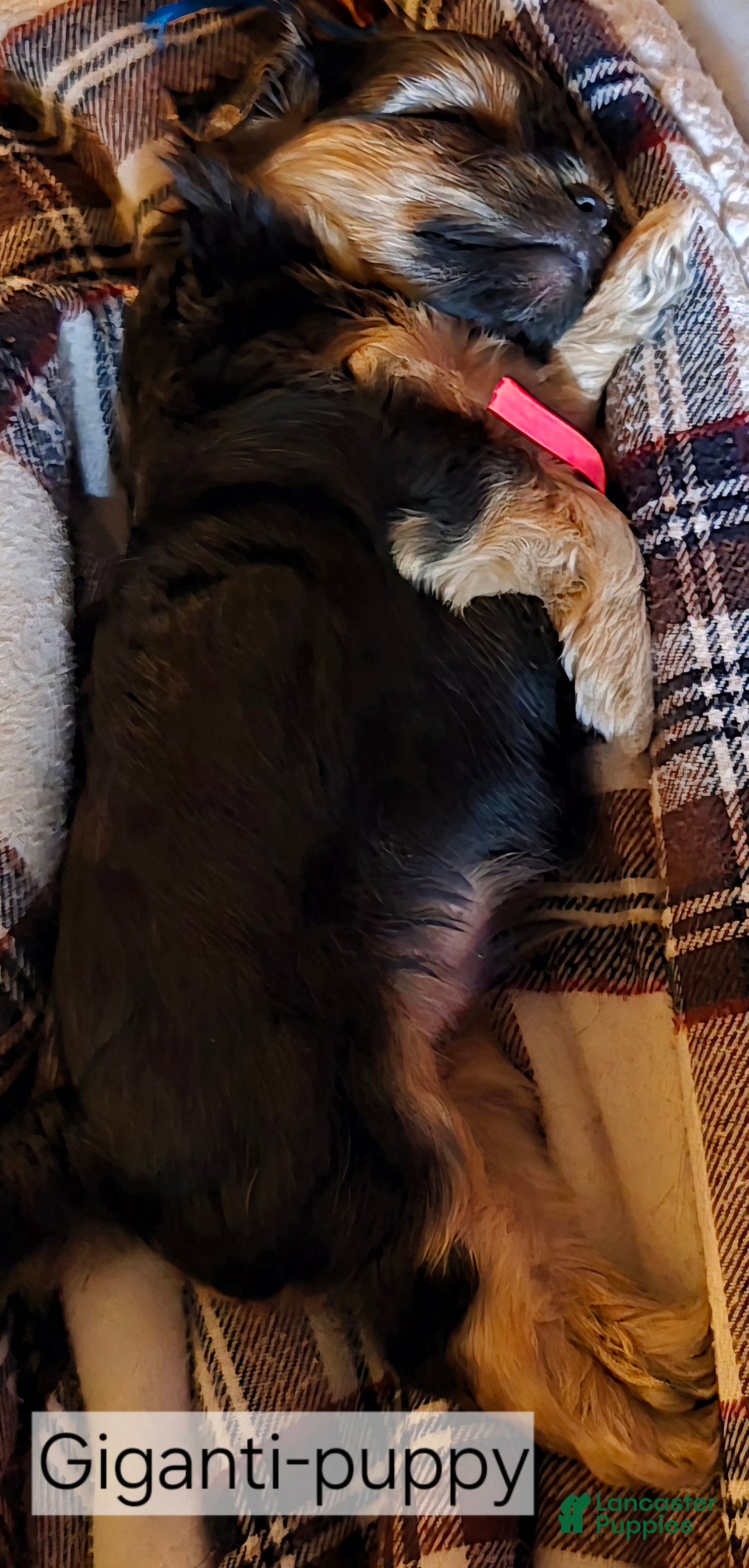 Yorkshire Terrier dogs for sale: Biggie Smalls - Image 8