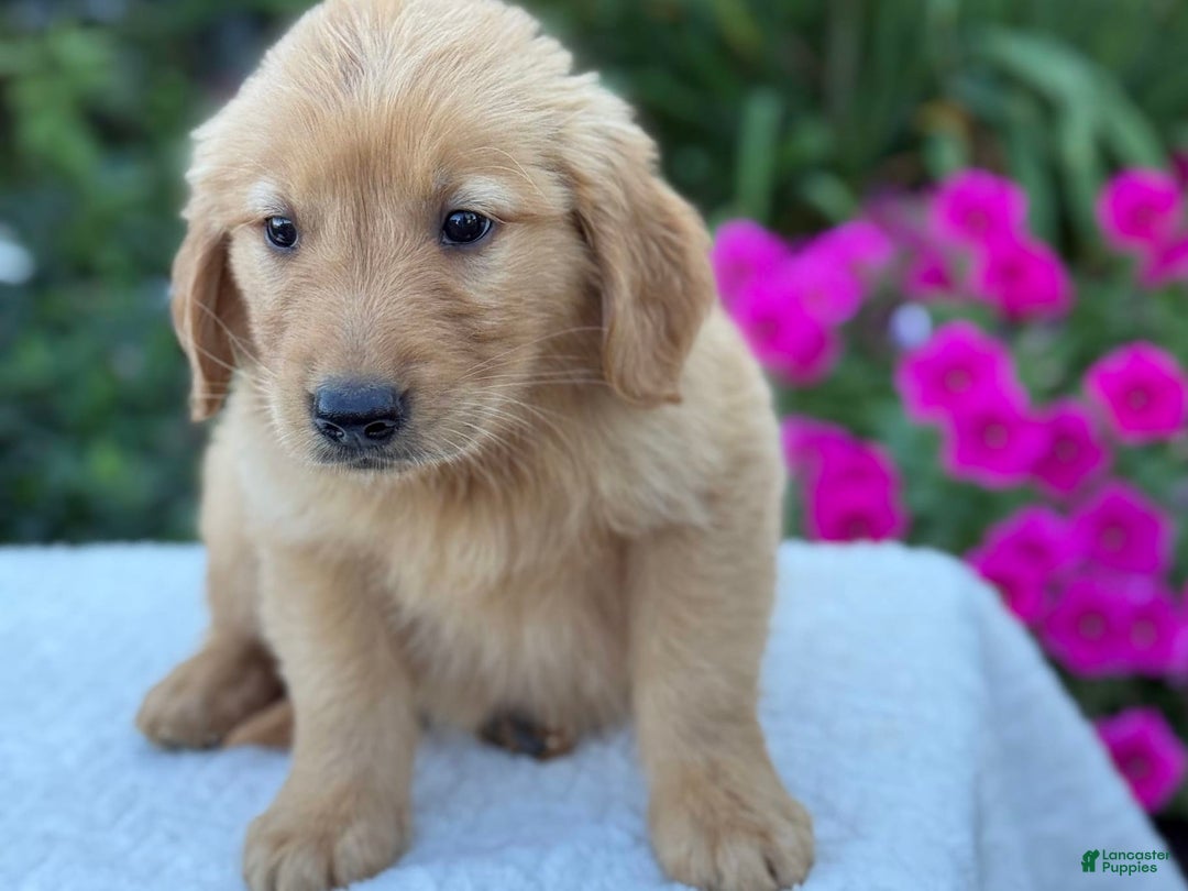 Golden Retriever dogs for sale: Tristan - Image 7