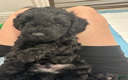Mini Goldendoodle dogs for sale: Males Litter 2 - Image 10