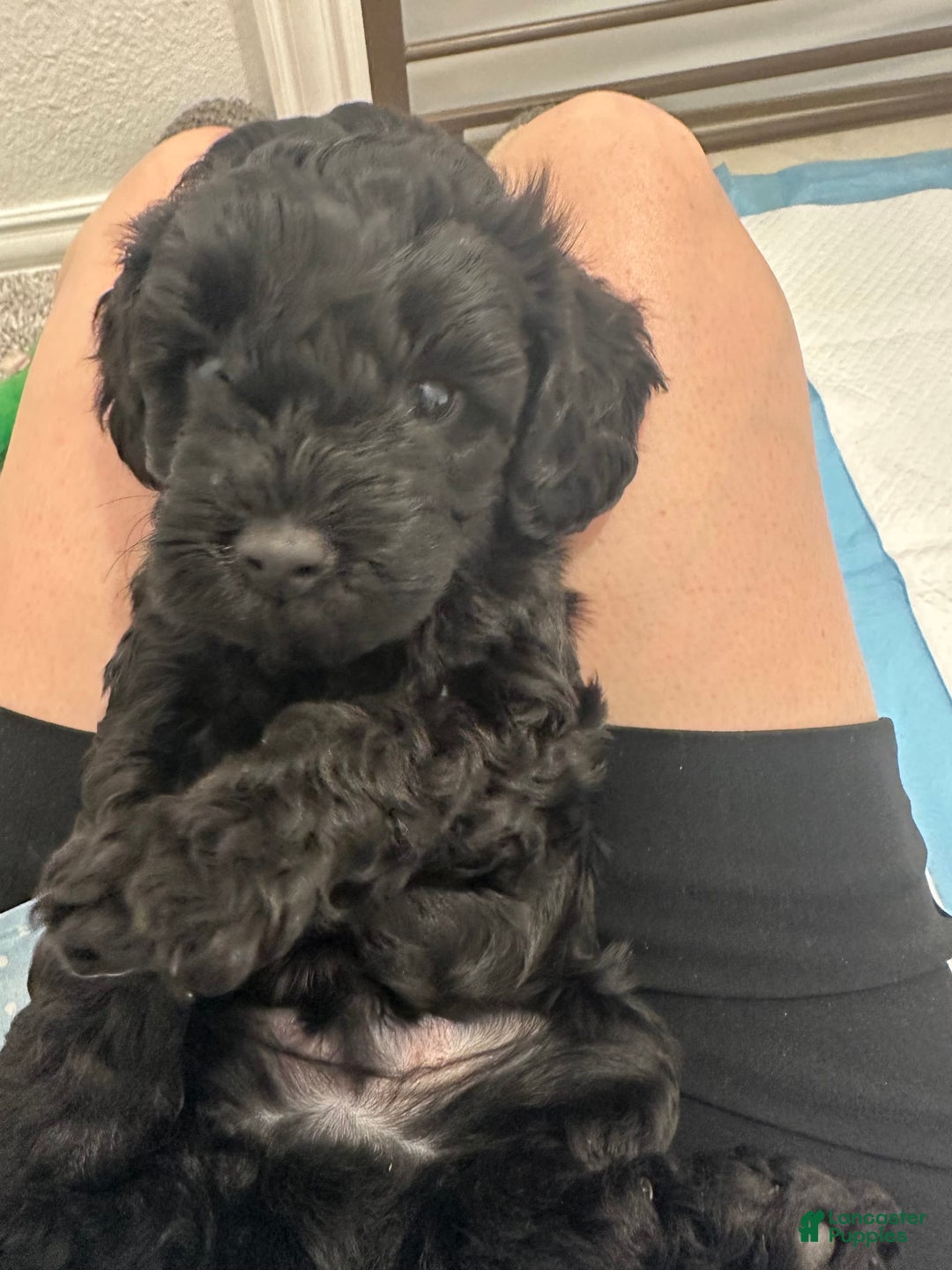 Mini Goldendoodle dogs for sale: Males Litter 2 - Image 10