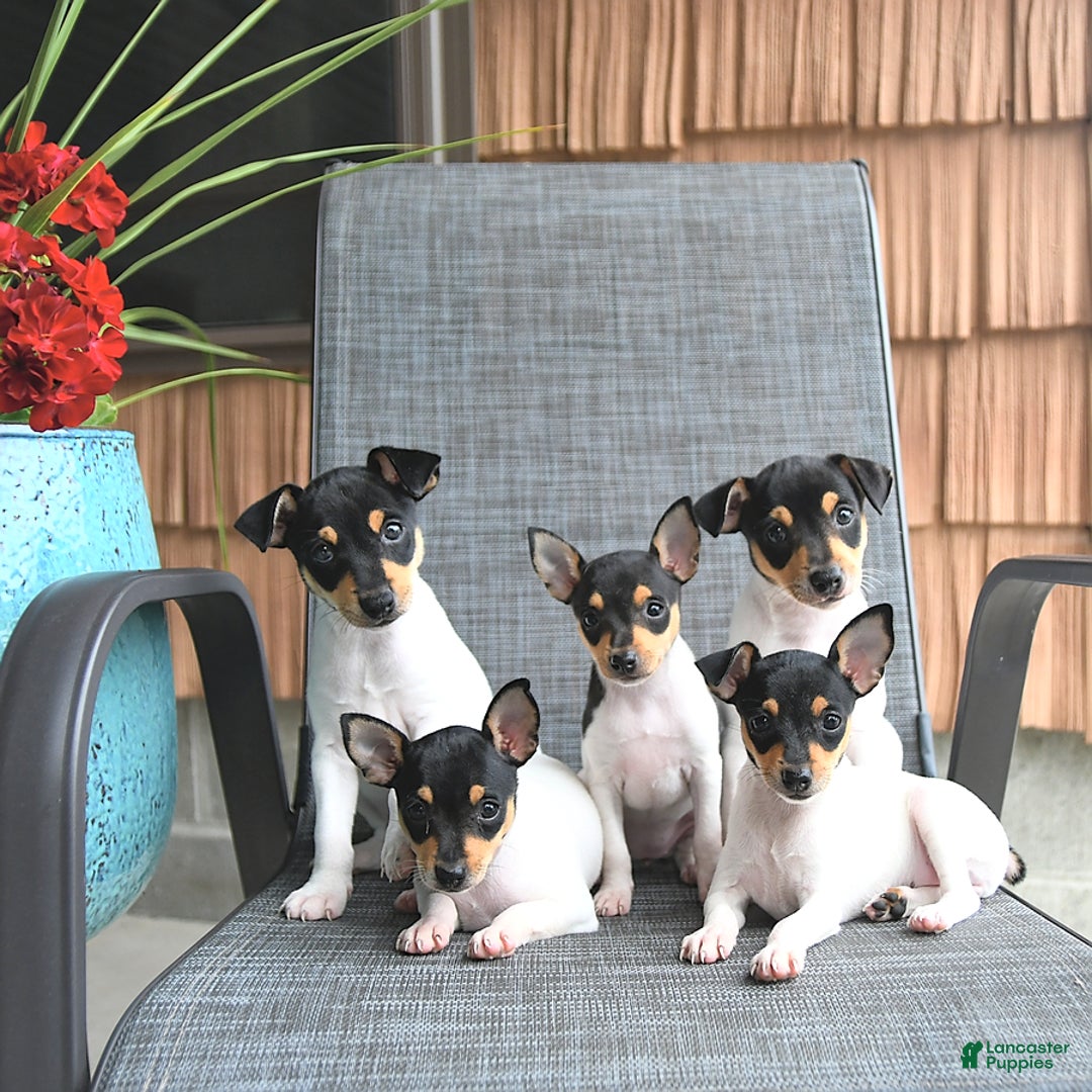 Toy Fox Terrier dogs for sale: Felix - Image 2