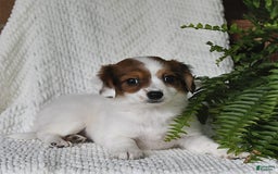 Havanese dogs for sale: Bessy - Image 8