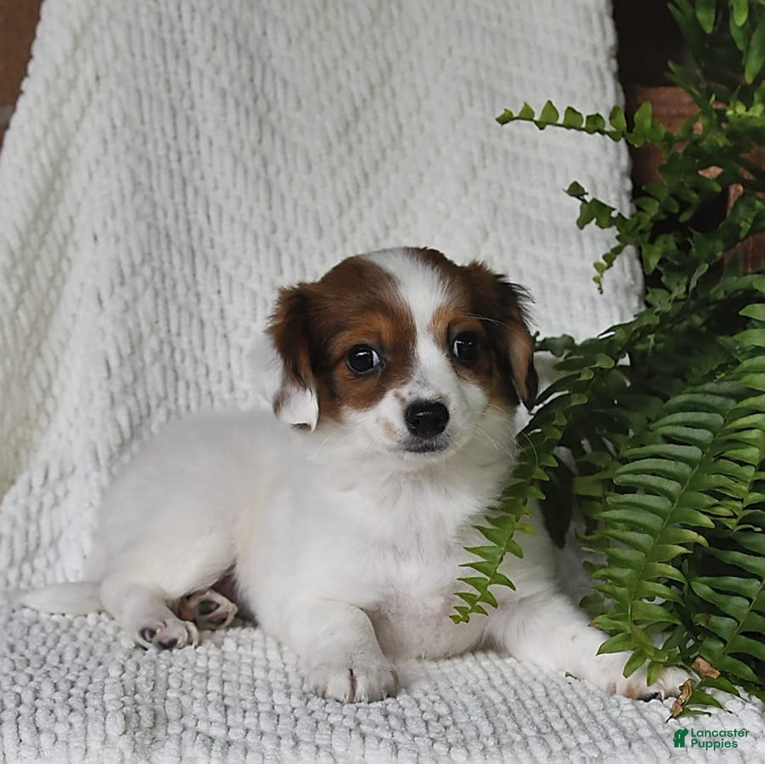 Havanese dogs for sale: Bessy - Image 8