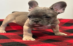 French Bulldog dogs for sale: Daisy - Image 2