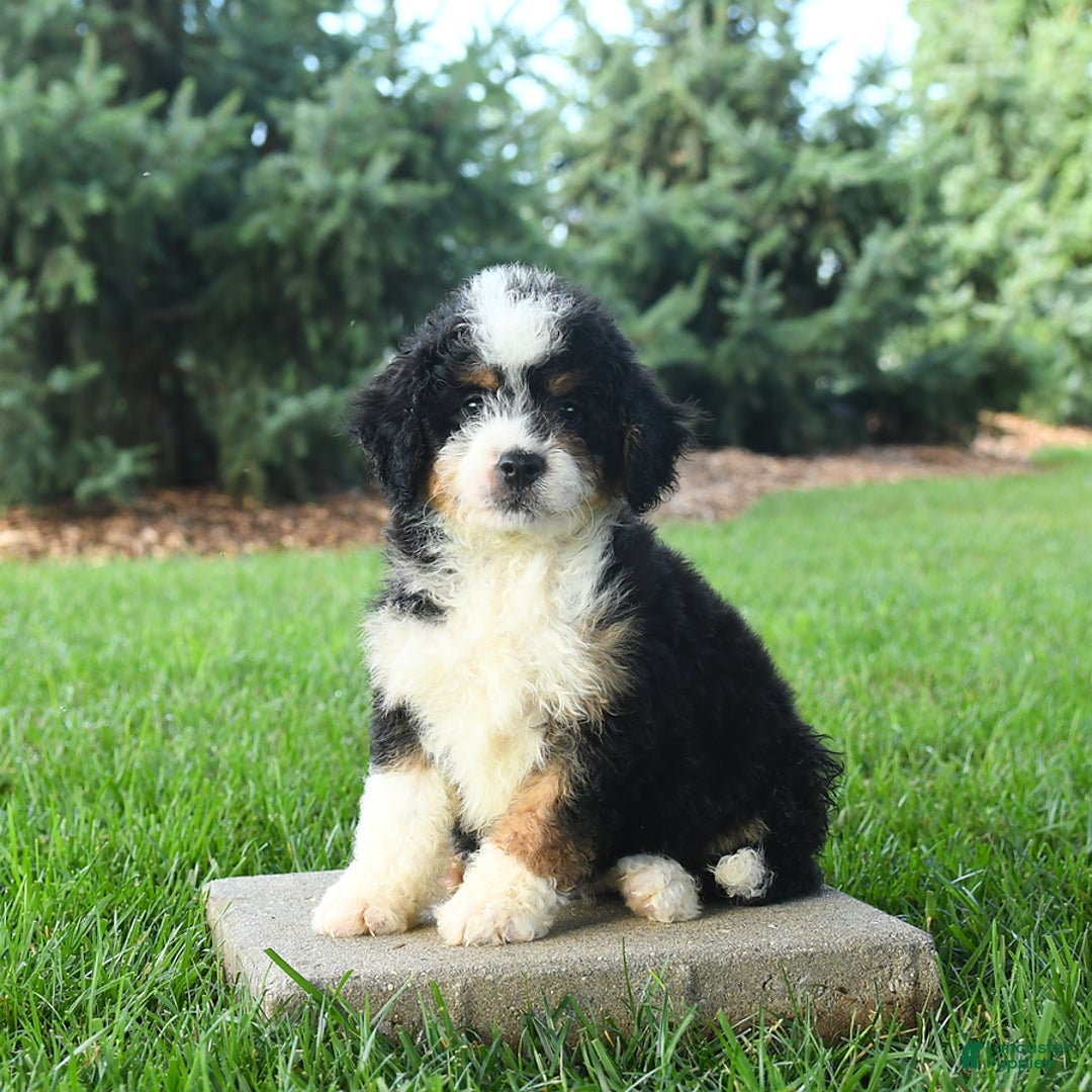 Mini Bernedoodle dogs for sale: Pepper - Image 1