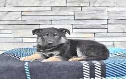 German Shepherd dogs for sale: Skyler - Image 3