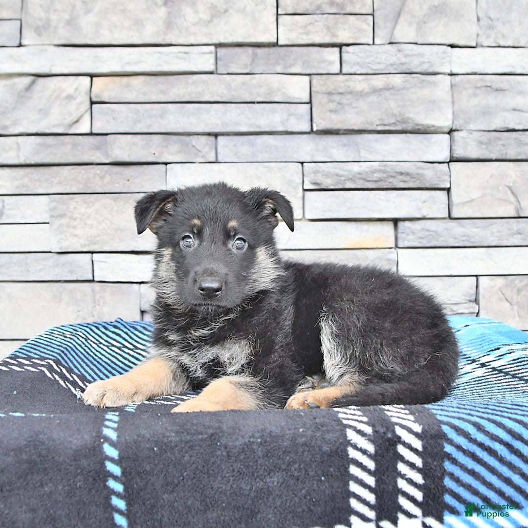German Shepherd dogs for sale: Skyler - Image 3
