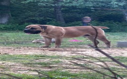 South African Boerboels dogs for sale: Debo - Image 7