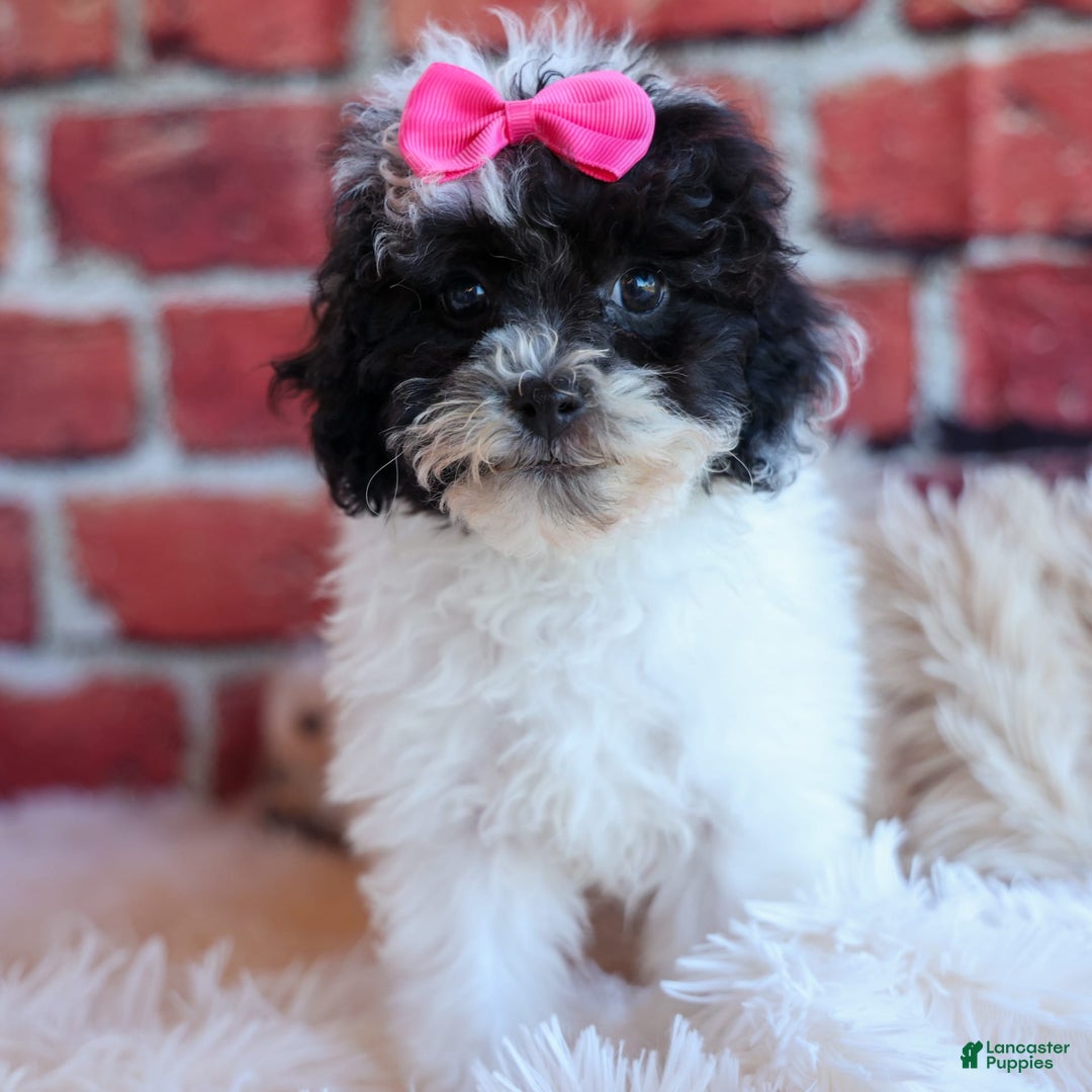 Bichpoo dogs for sale: Baby Doll - Image 12