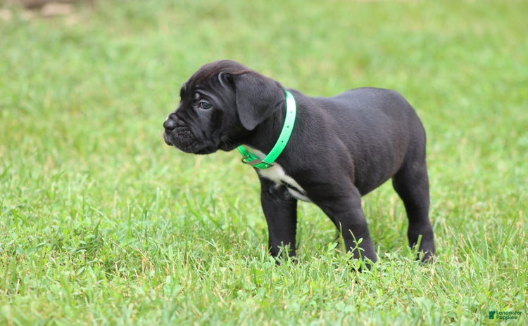 Cane Corso dogs - Advert 16