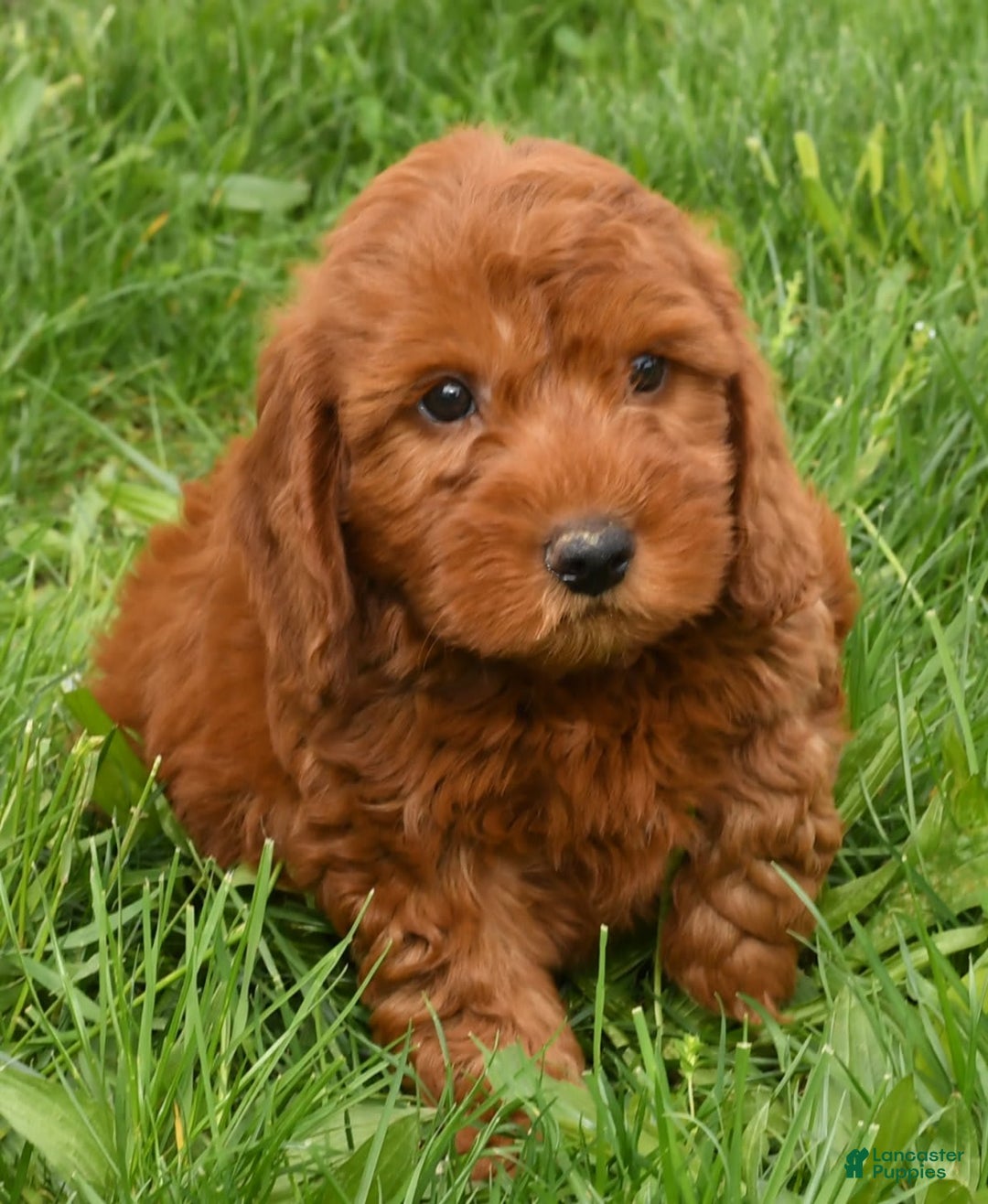Mini Goldendoodle dogs for sale: Nicki - Image 2