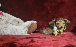 Miniature Dachshund dogs for sale: Wylie - Image 3
