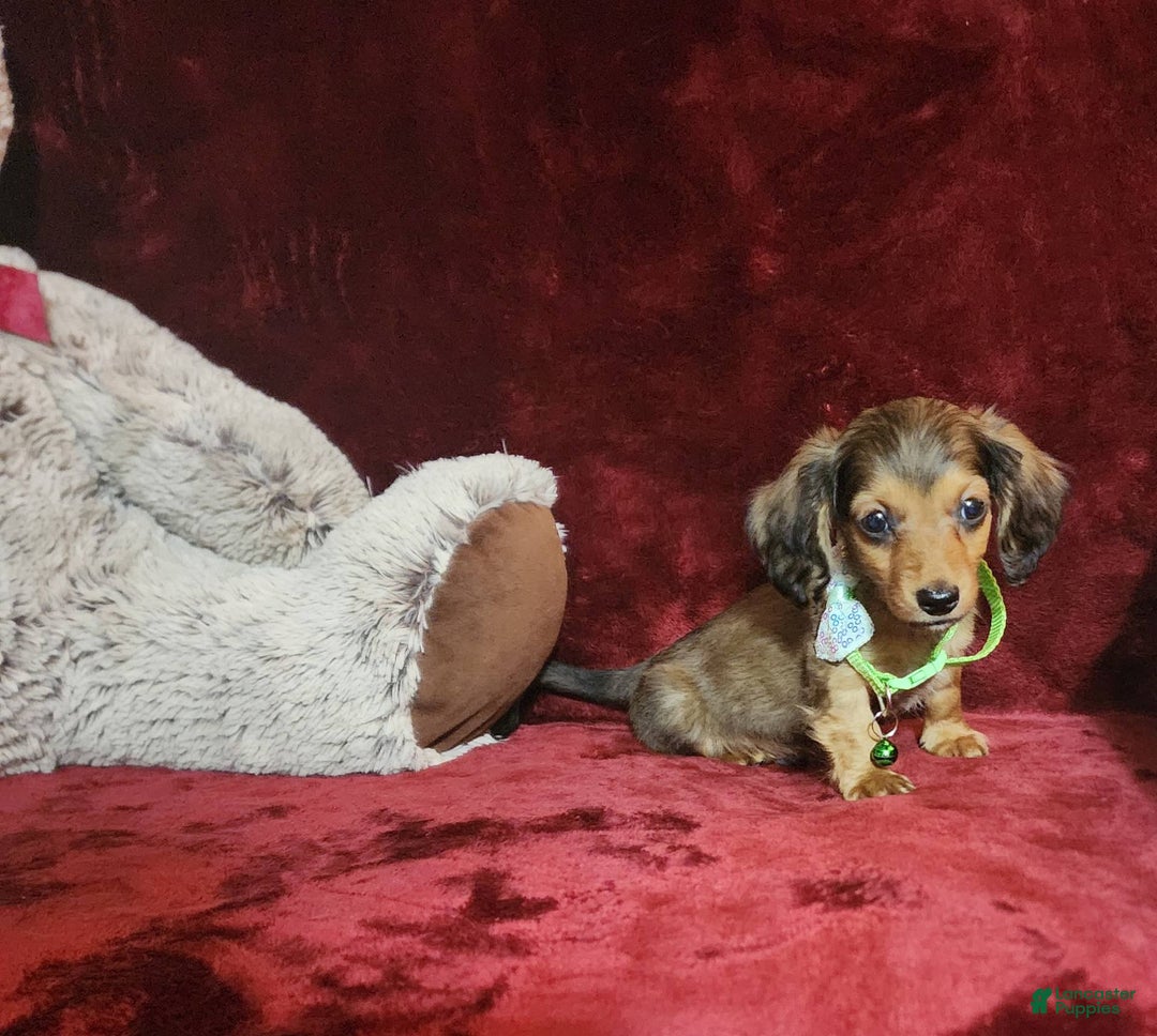 Miniature Dachshund dogs for sale: Wylie - Image 3