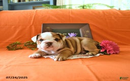 English Bulldog dogs for sale: Kathy - Image 7