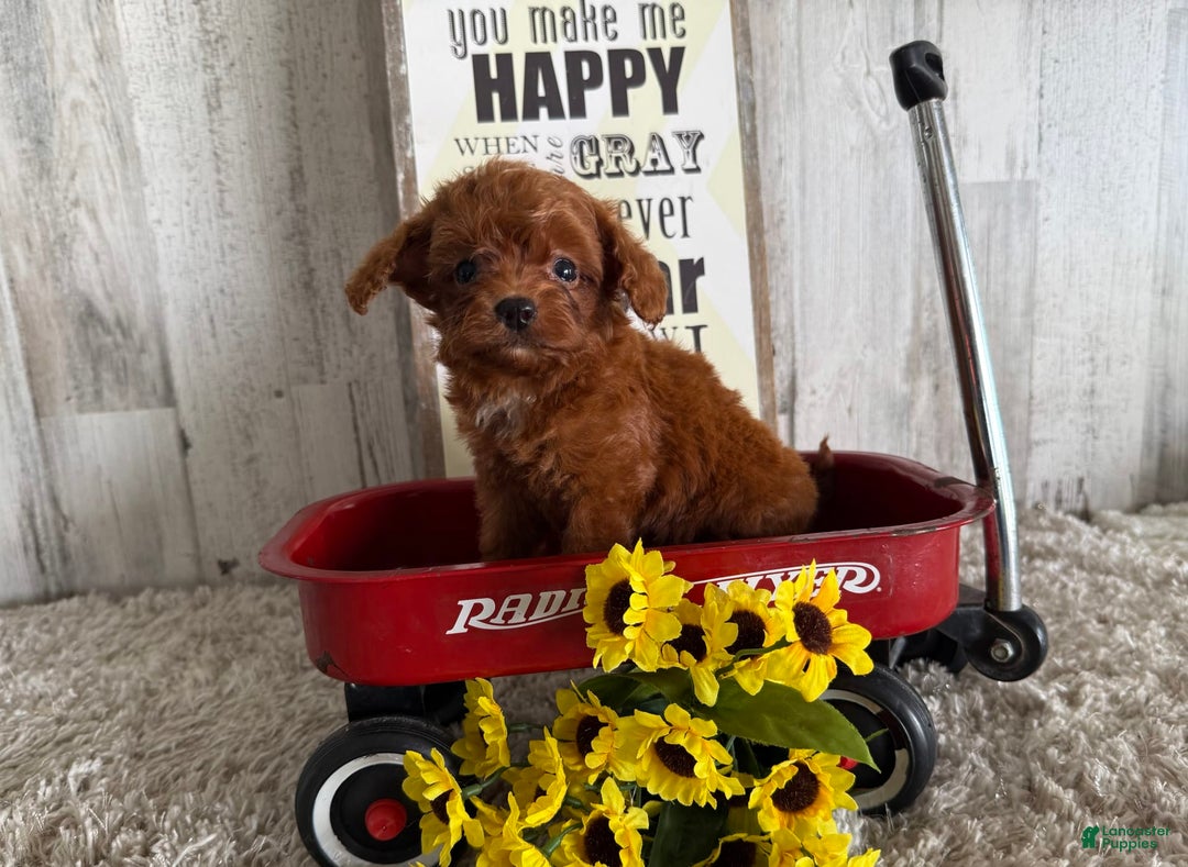 Cavapoo dogs for sale: Javin - Image 1