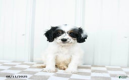 Cavapoo dogs for sale: Utah - Image 5