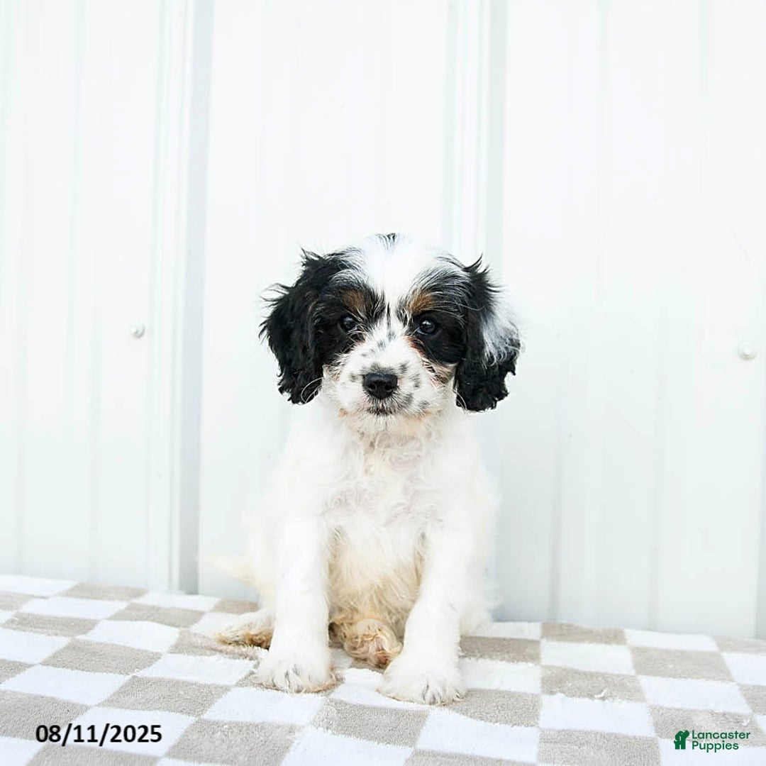 Cavapoo dogs for sale: Utah - Image 5