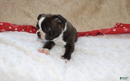 Boston Terrier dogs for sale: Dexter - Image 3