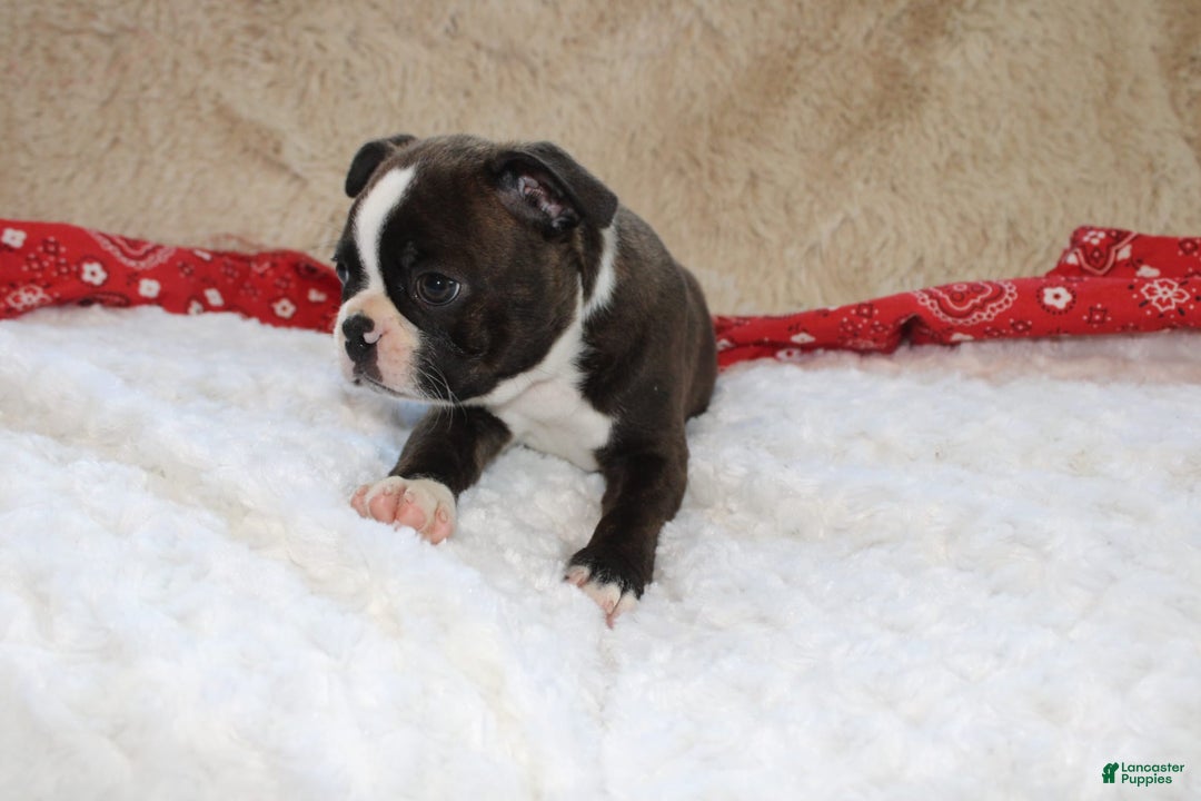 Boston Terrier dogs for sale: Dexter - Image 3
