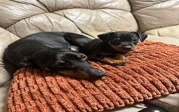 Miniature Pinscher dogs for sale: Onyx - Image 4