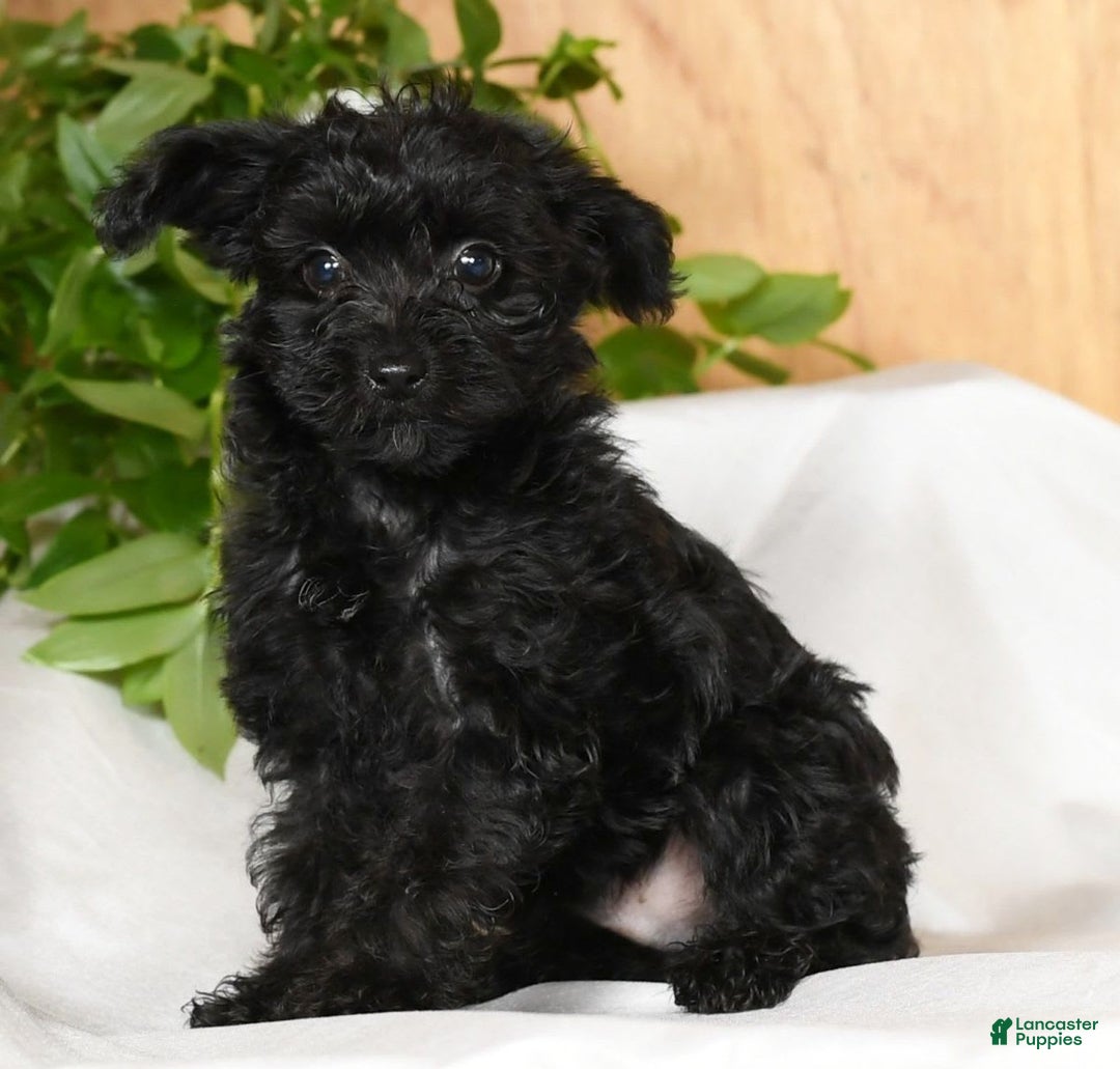 Yorkiepoo dogs for sale: Tristin - Image 9