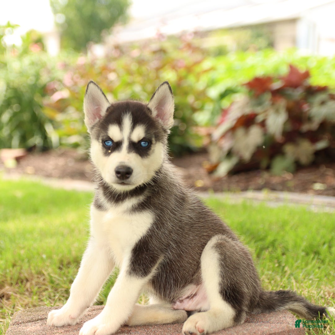 Gerberian Shepsky dogs for sale: Thor - Image 5