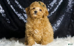Toy Poodle dogs for sale: Mannie - Image 3