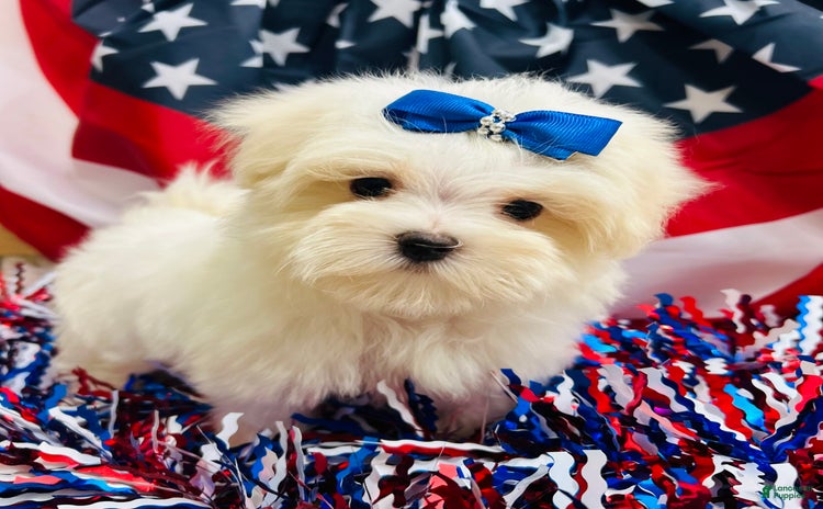Maltese dogs for sale - Ad 2