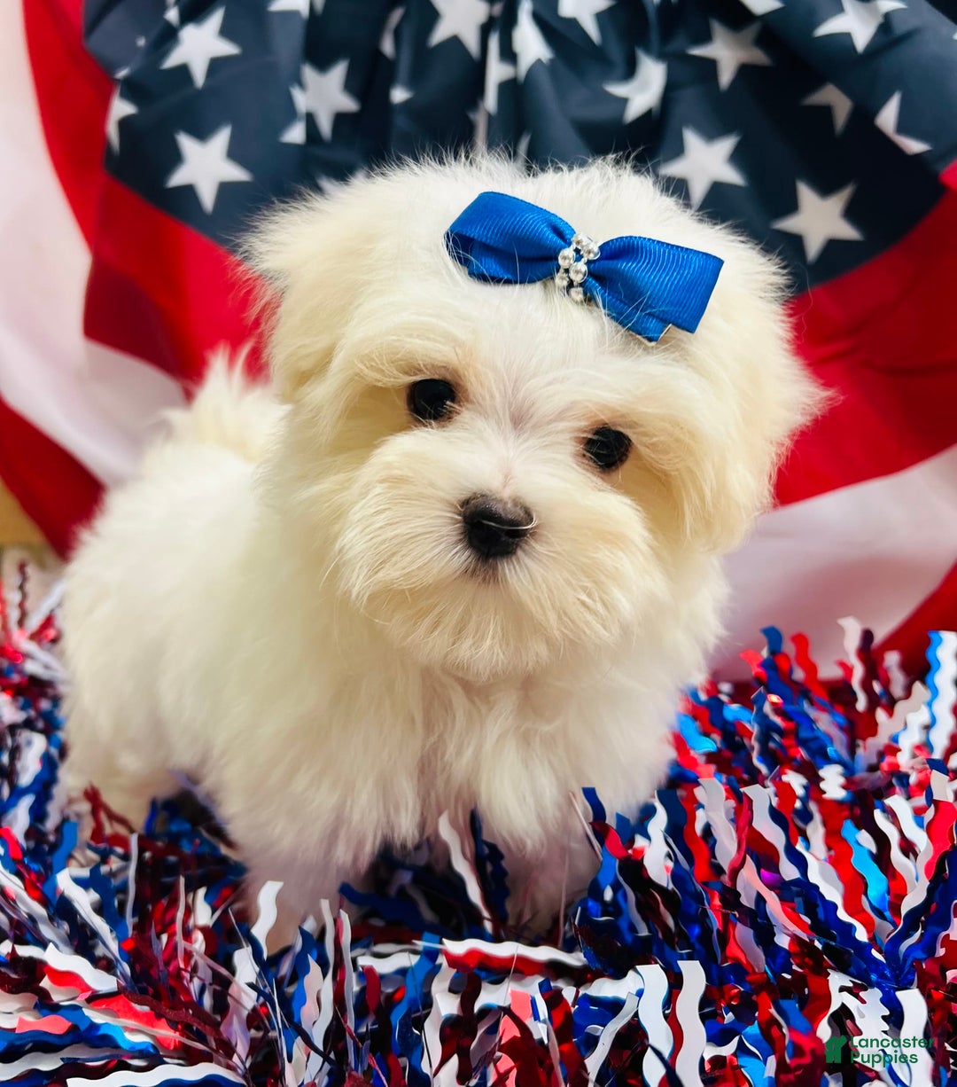 Maltese dogs for sale: Paxton - Image 1