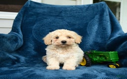 Bichpoo dogs for sale: Lifesaver - Image 1