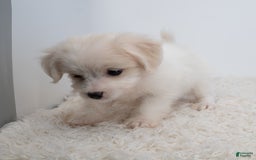 Maltipoo dogs for sale: Timothy - Image 12