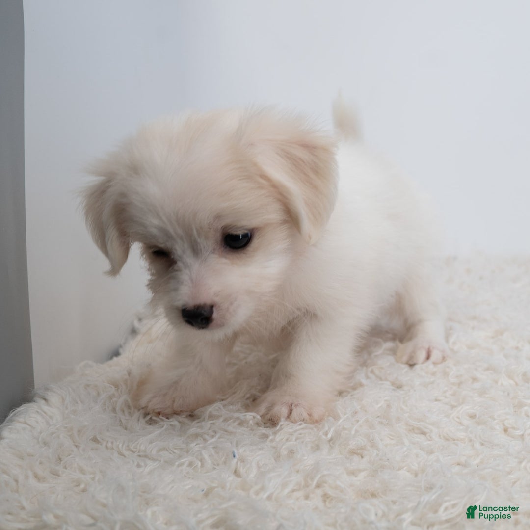Maltipoo dogs for sale: Timothy - Image 12