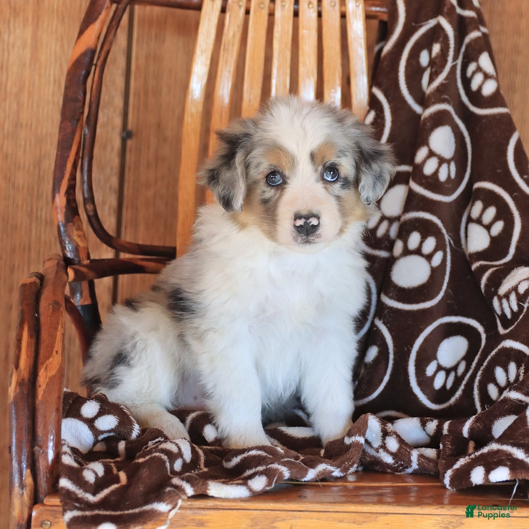 Miniature Australian Shepherd dogs for sale: Teddy - Image 3