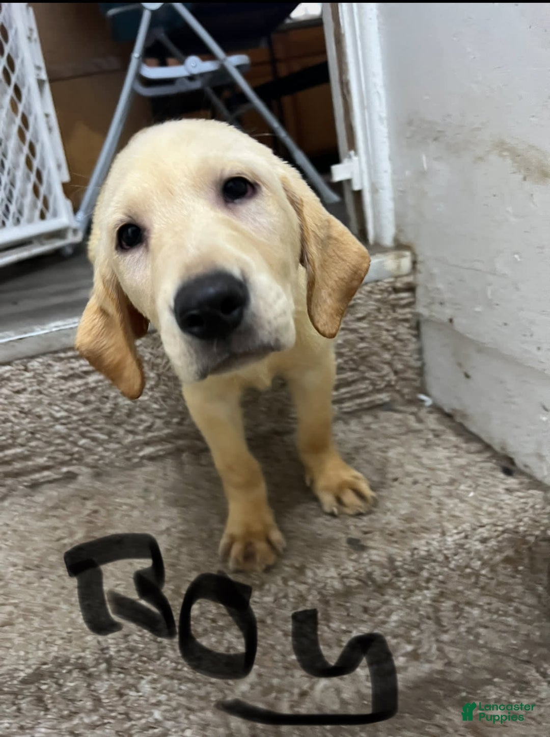 Labrador Retriever dogs for sale: Bam - Image 1