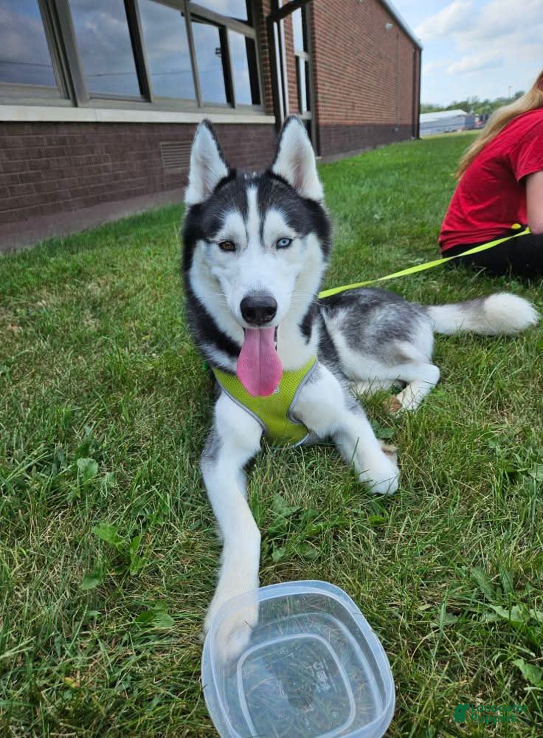 Gerberian Shepsky dogs for sale: Bella - Image 5