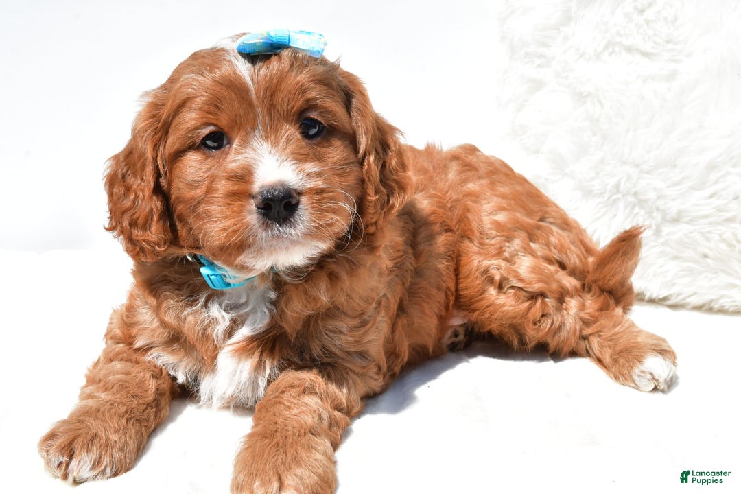 Mini Goldendoodle dogs for sale: Rubble - Image 6