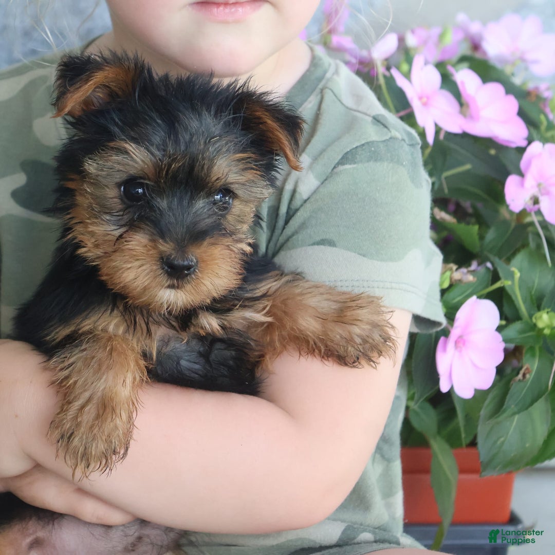 Yorkshire Terrier dogs for sale: Sweetie - Image 10