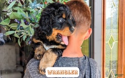 Bernedoodle dogs for sale: Wrangler - Image 16