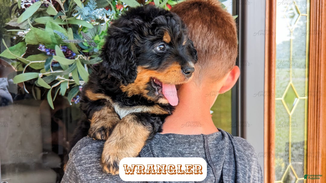Bernedoodle dogs for sale: Wrangler - Image 16
