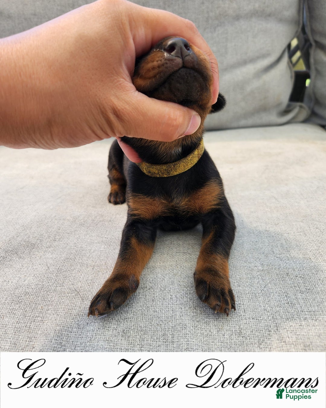 Doberman Pinscher dogs for sale: Yellow Collar Female - Image 10