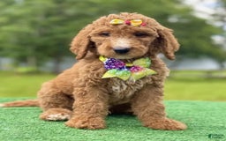 Goldendoodle dogs for sale: Ella - Image 2