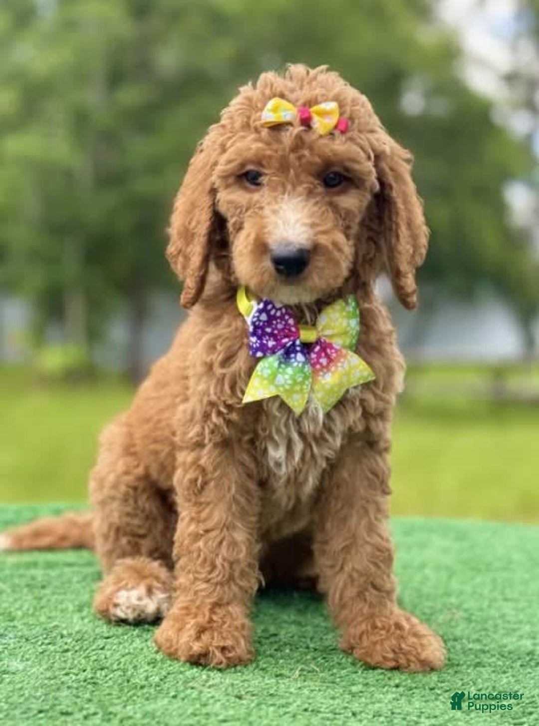 Goldendoodle dogs for sale: Ella - Image 2