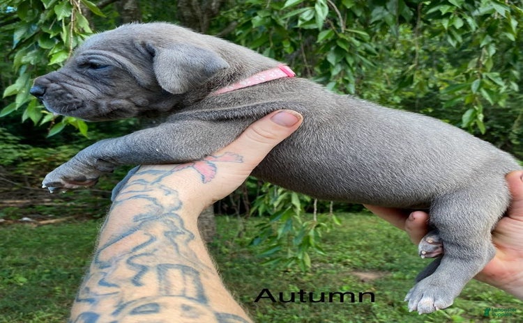 Great Dane dogs for sale - Ad 2