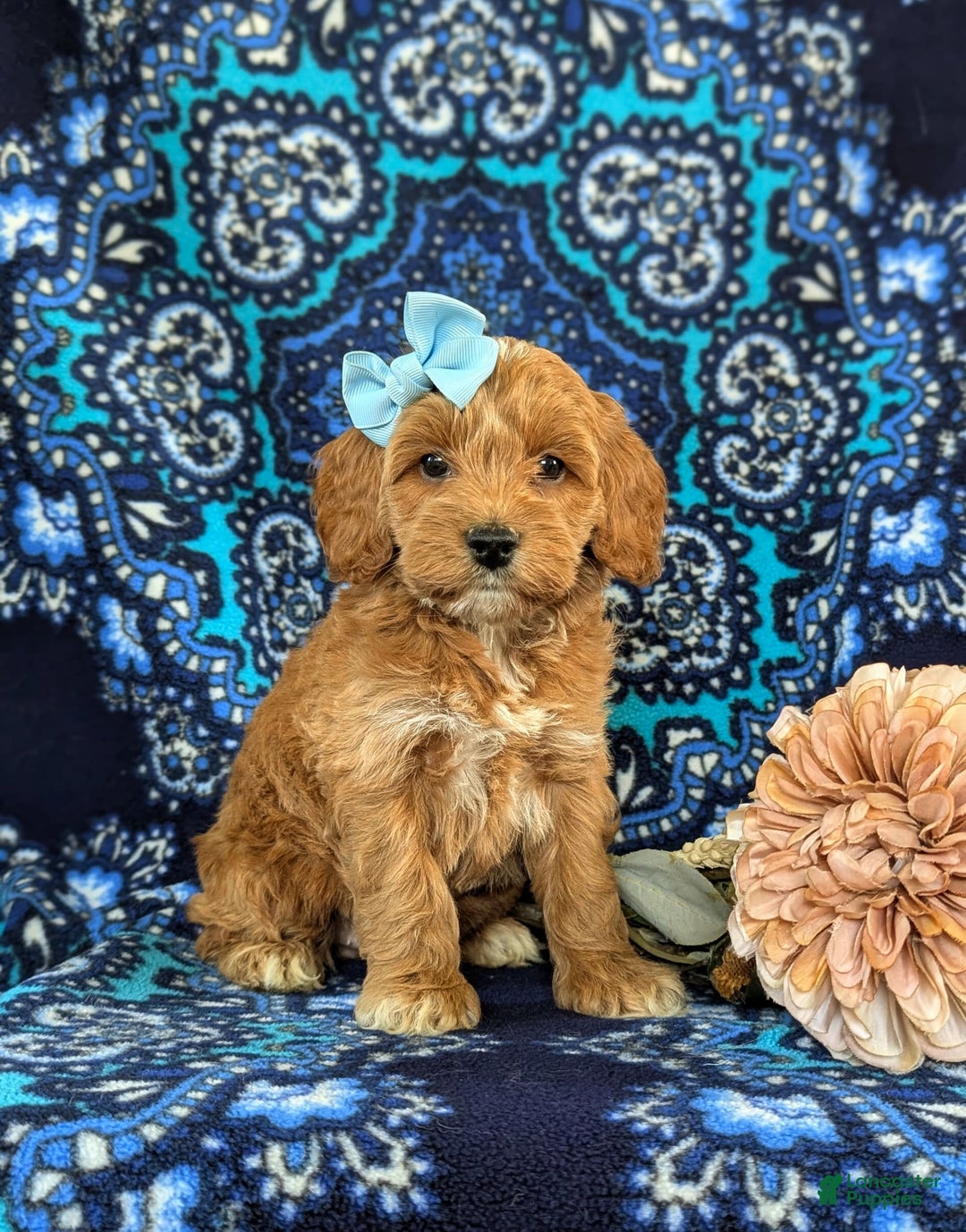 Cockapoo dogs for sale: Dustee - Image 3