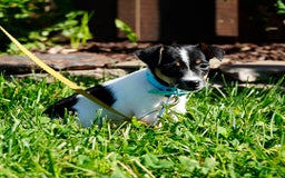 Toy Fox Terrier dogs for sale: Pearl - Image 4